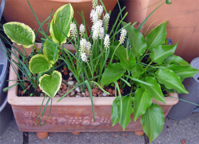 hosta_01.jpg