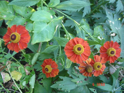 DSC05400.JPG