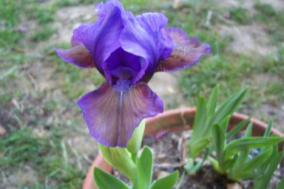 000_1587_Plum_Lucky.jpg