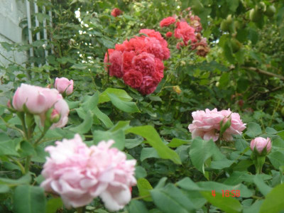 DSC05402.JPG