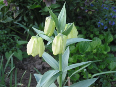 Frit_pallidiflora.jpg