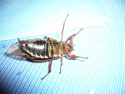 25.04.2007.03.JPG