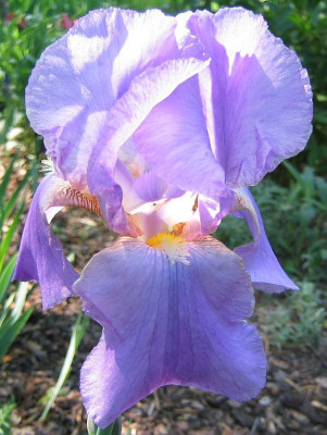 Iris_barbata_eliator_2_20070425.jpg