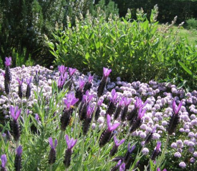 Lavandula_stoechas_20070425.jpg