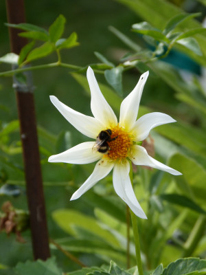 2018-08-04 Dahlie 'Honka' weiß.jpg