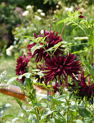 2018-08-04 Dahlia 'Nuit d'Été' 1.jpg