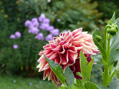 2018-08-04 Dahlie 'Maxime'.jpg