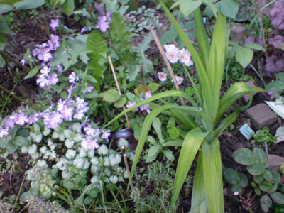 lamiumhemerocallis_und_phlox_als_rosenbegleiter.JPG