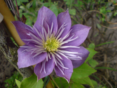 neue_clematis.JPG