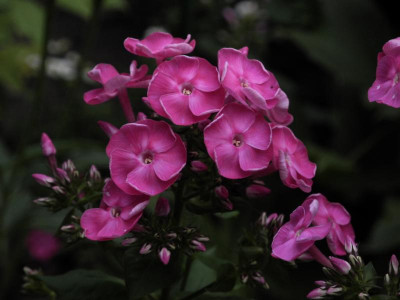 Betty-Marguerite 2018-08-04 04.jpg.JPG