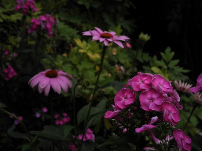 Betty-Marguerite 2018-08-04 02.jpg.JPG