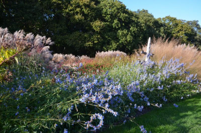 Sussex.17-25. Salvia_uligonosa.jpg