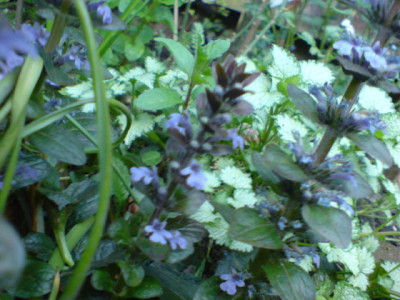 bluhendes_gunsel_mit_lamium.JPG