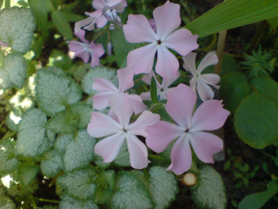 phlox_mit_lamium.JPG