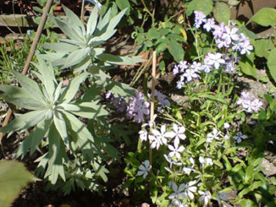 phlox_mit_valerie_finnis.JPG