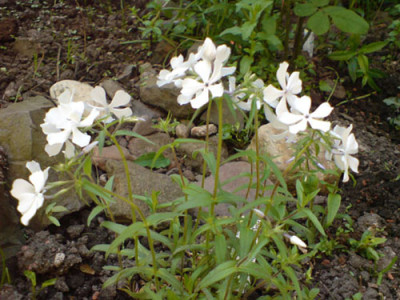 weisser_phlox2.JPG