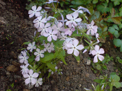 phloxvariationen1.JPG