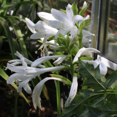 GidW - H. plantaginea.jpg