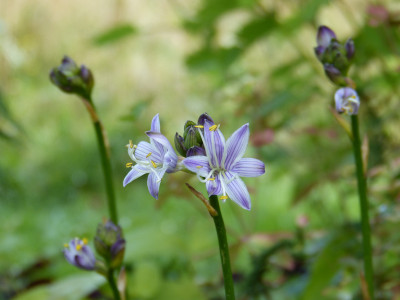 2018-07-29 Hosta 'Harvest Dawn'.jpg
