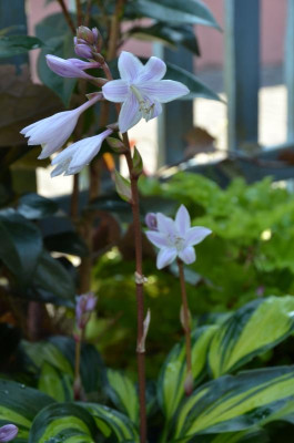 Hosta-RainbowsEnd.18-2.jpg