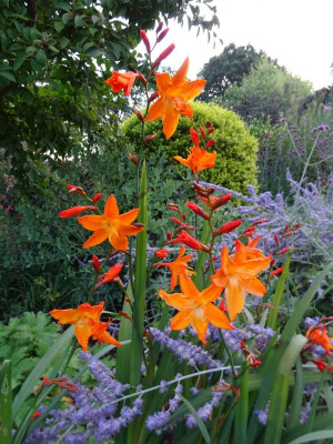 Crocosmia 'Star of the East' August 2018.JPG
