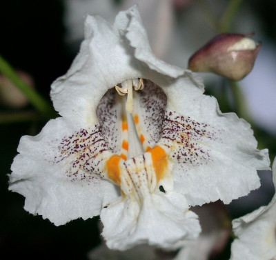 07080015_eCatalpa_speciosa.JPG