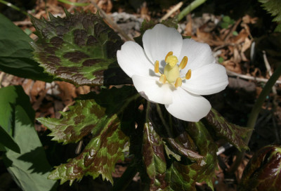 IMG_2509_ePodophyllum_hexandrum.JPG