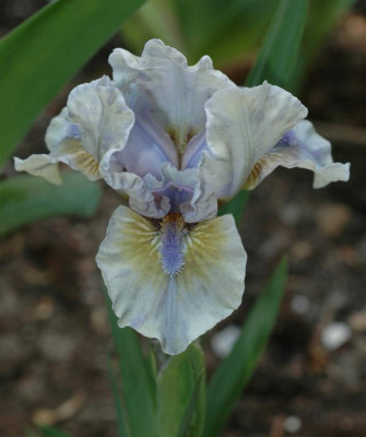A2952a_Large.JPG