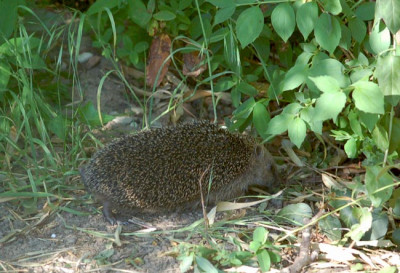 Igel-am-Nachmittag.jpg