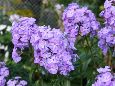 2018-08-05 Phlox.jpg