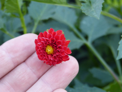 2018-08-05 Dahlia 'Hildepuppe'.jpg