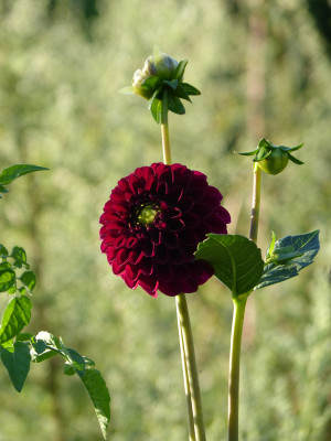 2018-08-05 Dahlia 'Maroon Fox' 2.jpg