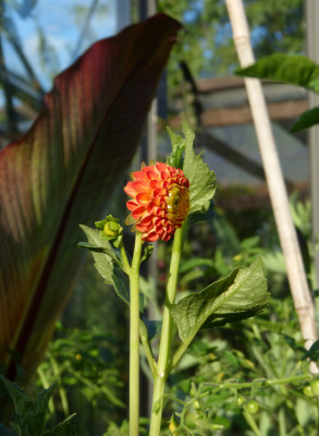 2018-08-05 Dahlia 'Bantling' 3.jpg