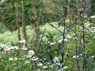2018-08-05 Gartenimpressionen 1.jpg