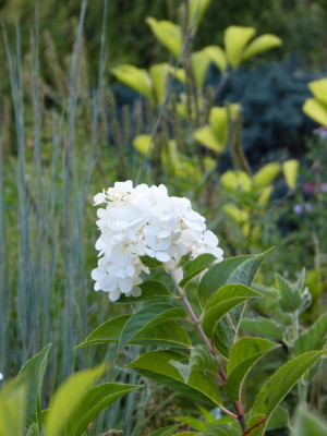 2018-08-05 Gartenimpressionen 3.jpg