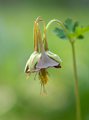 aquilegia-viridiflora.jpg
