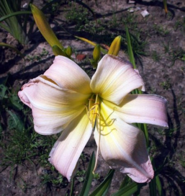 GT04-KLL13_Asterisk_X_Orchid_Corsage003.jpg