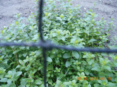 DSCN4946.JPG
