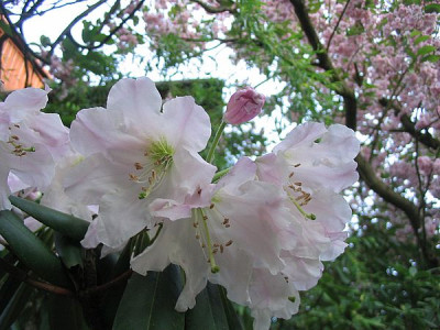 Rhododendron_houlstonii_fars_2007.jpg