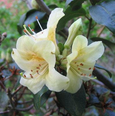 Rhododendron_cinnabrinum_ssp._xanthocodon_fars_2007.jpg
