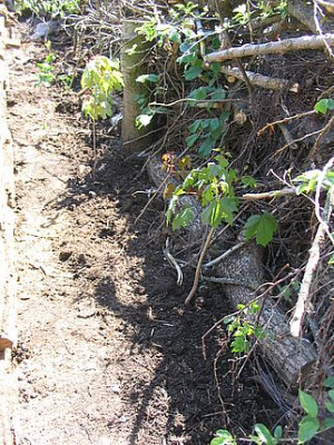 Hecke_fars_2007.jpg