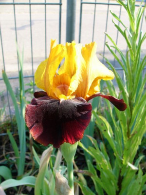 Iris_001.jpg