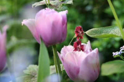 tulpe_geranium.jpg