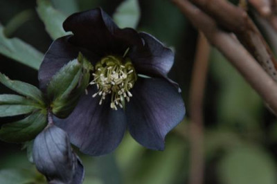 DSC_0030_Helleborus_2_500.jpg