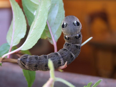 DSCF5473.JPG