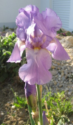 Loagai.jpg