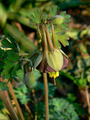 aquilegia_viridiflora7.jpg