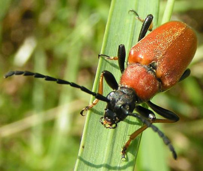 Leptura_rubra_-_Rothalsbock_w04.jpg