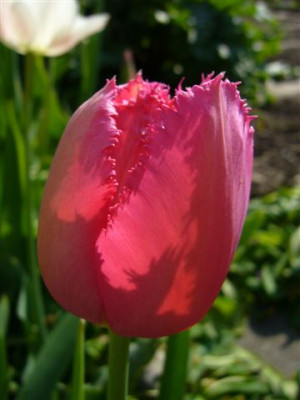 26.04.2007.1.JPG