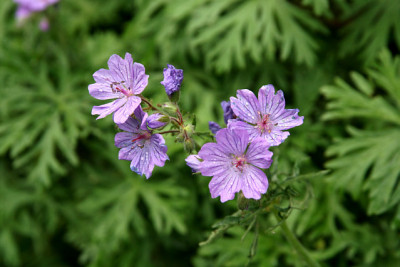 St_Geraniumtuberosum240407.jpg